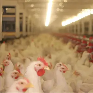 Le prémélange d'oligoéléments de vente chaude pour les poulets à griller améliore la performance de croissance des poulets