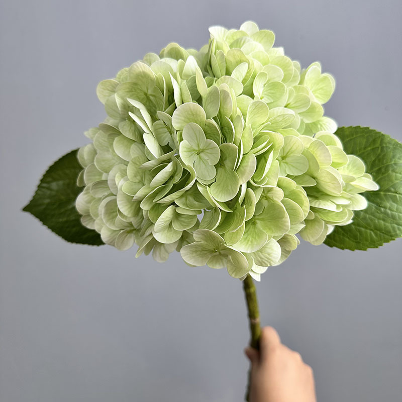 196 hortensias grandes de color verde claro.