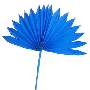 Abanico conservado color hojas de <span class=keywords><strong>palma</strong></span> secas <span class=keywords><strong>Palma</strong></span> decorativa hojas de <span class=keywords><strong>girasol</strong></span> Decoración flor seca - Product Image 6