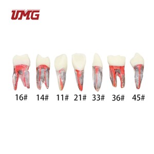 Simulatore Dentale per Pratica di Esame Odontoiatrico: Denti con Canale Radicolare e Cavità Pulpare Riempita in Resina - Product Image 4