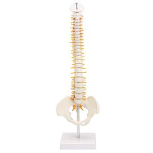 GelsonLab HSBM-110 45CM columna vertebral humana con un modelo pélvico anatómicos humanos anatomía columna modelo médico columna vertebral modelo - Product Image 2