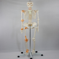 Modèle de démonstration expérimentale, squelette adulte de 180 cm avec ligament articulaire pour démonstration expérimentale CE/ISO