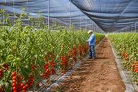 Jaring Peneduh Hitam untuk Pertanian Tahan UV, Jaring Penahan Panas Rumah Kaca Rajutan untuk Tanaman Bunga Kebun