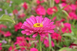 แป้ง Spilanthol <span class=keywords><strong>Acmella</strong></span> <span class=keywords><strong>Oleracea</strong></span>,ผงมอกไม้จาก <span class=keywords><strong>Acmella</strong></span> - Product Image 2