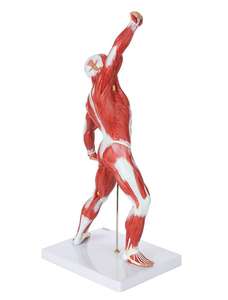GelsonLab HSBM-152 Figurine <span class=keywords><strong>musculaire</strong></span> humaine 50 cm Modèle de système <span class=keywords><strong>musculaire</strong></span> miniature avec anatomie <span class=keywords><strong>musculaire</strong></span> superficielle et structure du <span class=keywords><strong>corps</strong></span> - Product Image 4