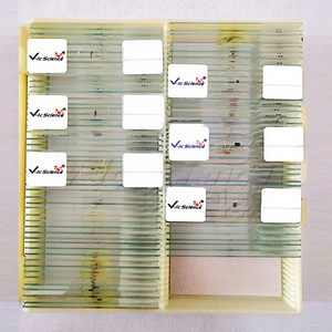 Lames préparées d'histologie animale : Cartilage hyaline, glande olfactive de langue de lapin, pour l'enseignement médical - Product Image 1