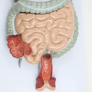 Modelo de sistema digestivo anatómico biológico humano realista KyrenMed desde la cavidad nasal oral hasta el hígado estómago intestino grueso - Product Image 5