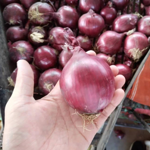 Tươi Bán Buôn Trung Quốc Màu Đỏ/Vàng Hành Tây Giá Rẻ Giá Nhập Khẩu Xuất Khẩu Hữu Cơ Tươi Trắng Tỏi Và Tươi Hành Tây Nhà Cung Cấp - Product Image 1