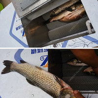 Détartreur de poisson électrique avec nettoyage de couvercle coupant la machine semi-automatique de détartrage des entrailles de viscères