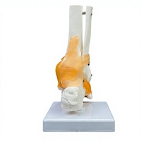 Modelo de Articulación de Tobillo Humano con Ligamentos |   Modelo Anatómico del Esqueleto del Pie y Tobillo para Enseñanza y Educación Médica