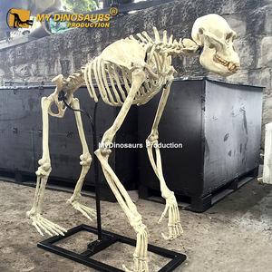 Z MY DINO AS-019, modelo de animales en 3D, <span class=keywords><strong>esqueleto</strong></span> de <span class=keywords><strong>gorila</strong></span> en venta - Product Image 1