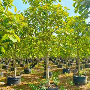 HOKBG vente en gros <span class=keywords><strong>pas</strong></span> <span class=keywords><strong>cher</strong></span> prix sac de culture pour <span class=keywords><strong>jardinière</strong></span> robuste Sacs de jardinage tissés avec poignées-Grobag, growbag - Product Image 4