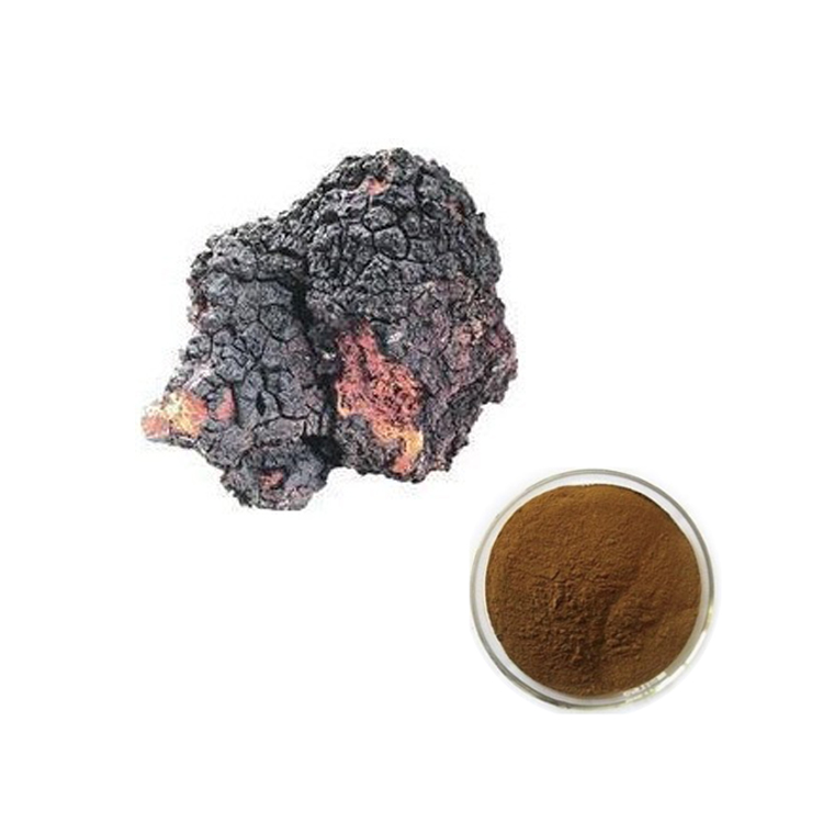 Chaga de cogumelo inonotus obliquus em pó, extrato de chaga