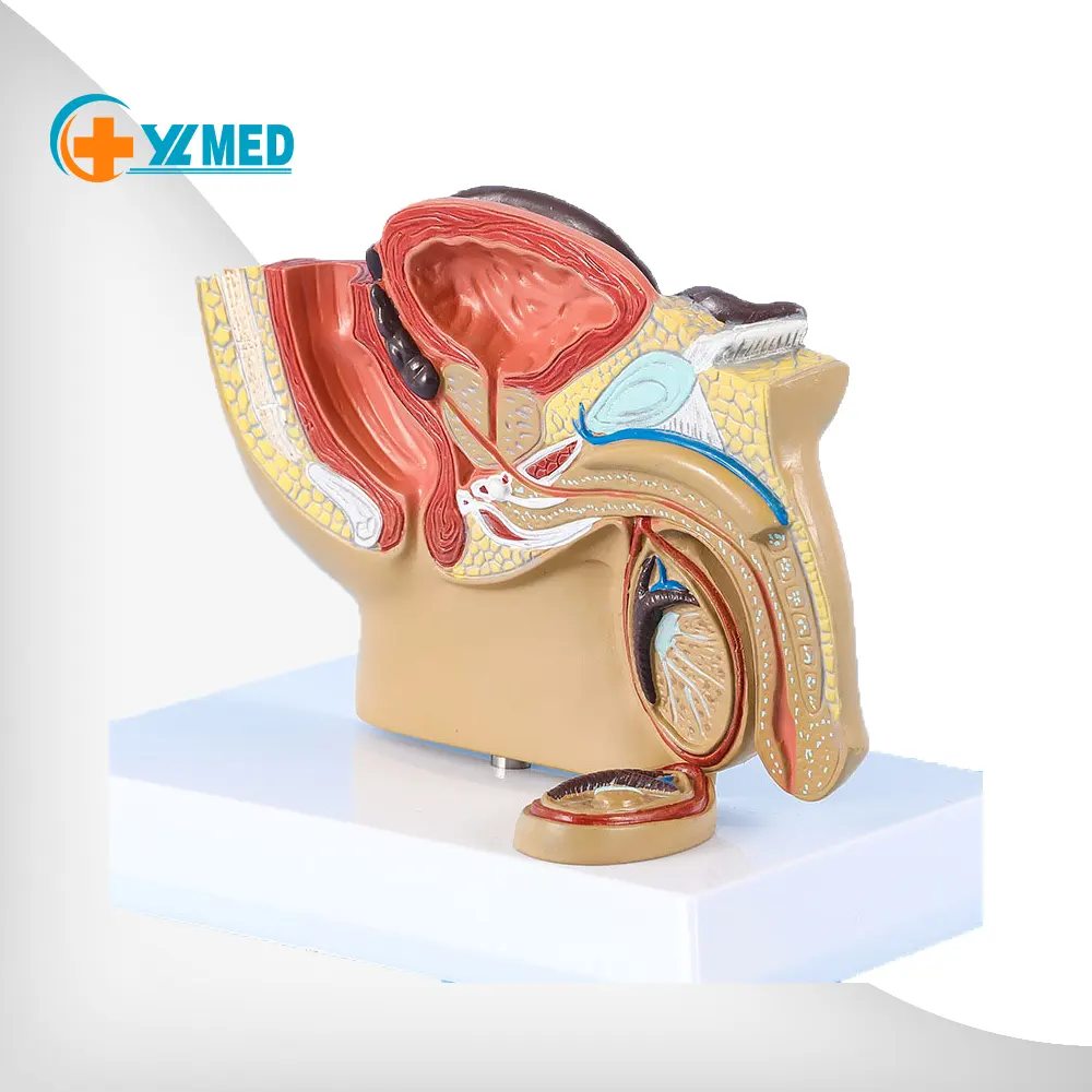 Human Male Pelvis Cavity Sagittal Anatomical Model Reproductive Organ Reproductive System Anatomy Model