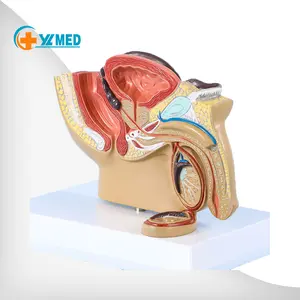 男性骨盆腔矢状面解剖模型生殖器官生殖系统解剖模型
