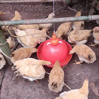Nouveau Système d'abreuvement automatique à cloche de qualité supérieure pour élevages avicoles, modèle Plasson, pour poulets, canards, cailles, construction en plastique, garantie 1 an