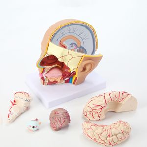 Modèle anatomique du cerveau humain de la structure de la tête humaine détachable et assemblage des vaisseaux sanguins tronc cérébral et nerfs - Product Image 4