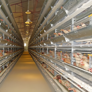 Chuồng gà kiểu nhà nông hiện đại với kết cấu khung thép, giá cả cạnh tranh cho chăn nuôi gà thịt - Product Image 1