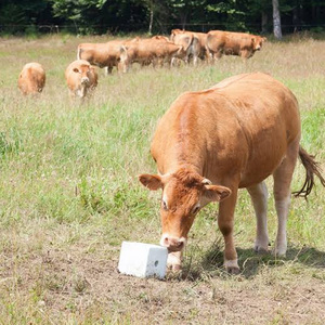 Bloque de Sal Mineral Medicada para Animales, Bloques de Sal para Ganado, Cabras, Ovejas y Vacas, Minerales de Grado Alimenticio, Oligoelementos Promotores - Product Image 5