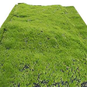 인테리어 사무실 장식 보존 된 이끼 벽 홈 장식 극 순록 이끼 패널 보존 된 이끼 패널 공장 공급 업체 - Product Image 5