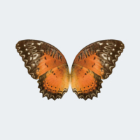 Ornithoptère RC ZYHOBBY Bionic Butterfly 780 mm, cadre en fibre de carbone, modèle d'oiseau volant hautement réaliste pour les loisirs en plein air