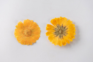 Fournitures pour la création de cartes Marigold <span class=keywords><strong>Cosmos</strong></span>, bijoux en résine, fleurs séchées pressées naturelles, écologiques - Product Image 3