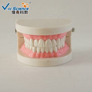 Herramientas de Enseñanza y Entrenamiento Práctico, Modelo de Anatomí<span class=keywords><strong>a</strong></span> Dental Estándar para la Enseñanza de Ciencias Médicas, Modelo Educativo de Dientes Humanos - Product Image 1