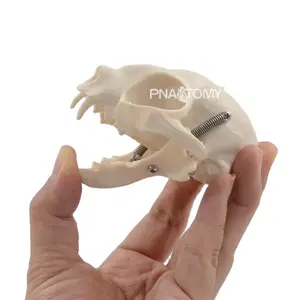 猫头骨猫骨骼真人大小动物解剖工具教育设备猫头骨颌骨牙齿解剖