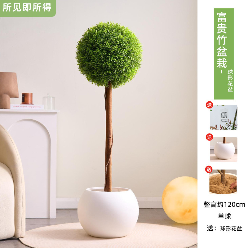 Pianta di bambù portafortuna da 120 cm in vaso + vaso a sfera