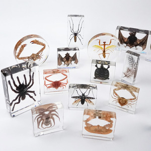 Espécimen de resina transparente Arañas de resina Artesanía para niños Insectos Taxidermia Araña Kits de especímenes conservados integrados - Product Image 4