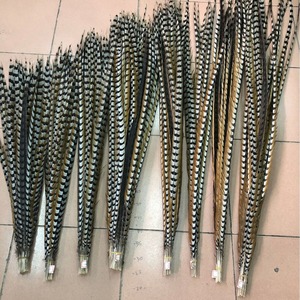 Plumas de Cola de Faisán Reeves Naturales de 140-150 cm de Largo, en Oferta, para Disfraces de Carnaval y Sombreros de Samba - Product Image 4