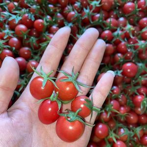 Pomodorini - Product Image 4