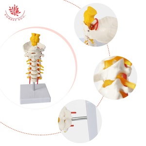Modèle de colonne cervicale avec tige cérébrale FRT041, articulé flexible, vertèbres cervicales à 7 segments, modèle anatomique monté sur un support - Product Image 3