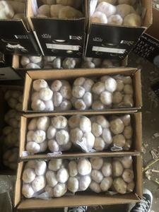 <span class=keywords><strong>Ail</strong></span> frais de qualité supérieure 2023 nouveau prix <span class=keywords><strong>éléphant</strong></span> alho brasil EAU EURO - Product Image 5