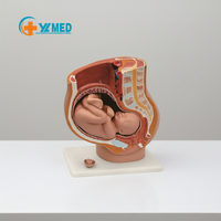 Modèle de fœtus à terme et modèle d'embryon utérin Grossesse féminine Pelvis Outil d'enseignement de l'anatomie intelligente pour les sciences médicales