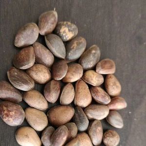 ถั่วไพน์1กก. พร้อมบรรจุภัณฑ์ถั่วไพน์เปลือกสนผลิตจากจีน - Product Image 2