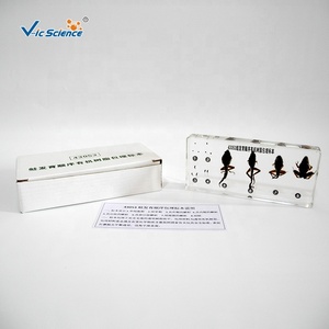 Đồ dùng giáo dục Dụng cụ dạy học sinh vật học Chuỗi phát triển của ếch Đóng gói mẫu vật Giải phẫu động vật Mẫu vật sinh học - Product Image 4