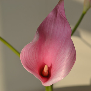 Flores Artificiales al por Mayor, Cala de EVA con Tacto Realista para Arreglos Florales de Mesa, Decoración del Hogar y Sala de Estar - Product Image 4