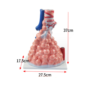 แบบจำลองกายวิภาคศาสตร์รูปทรงเซลล์ลมหายใจ Yulin YL03 PVC รุ่นขายดีที่สุด สำหรับการฝึกอบรมทางวิทยาศาสตร์การแพทย์ในโรงเรียนและโรงพยาบาล - Product Image 4