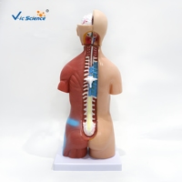Modelo de Torso Humano de 45 cm y 23 Partes, Modelo Anatómico Masculino y Femenino para Enseñanza