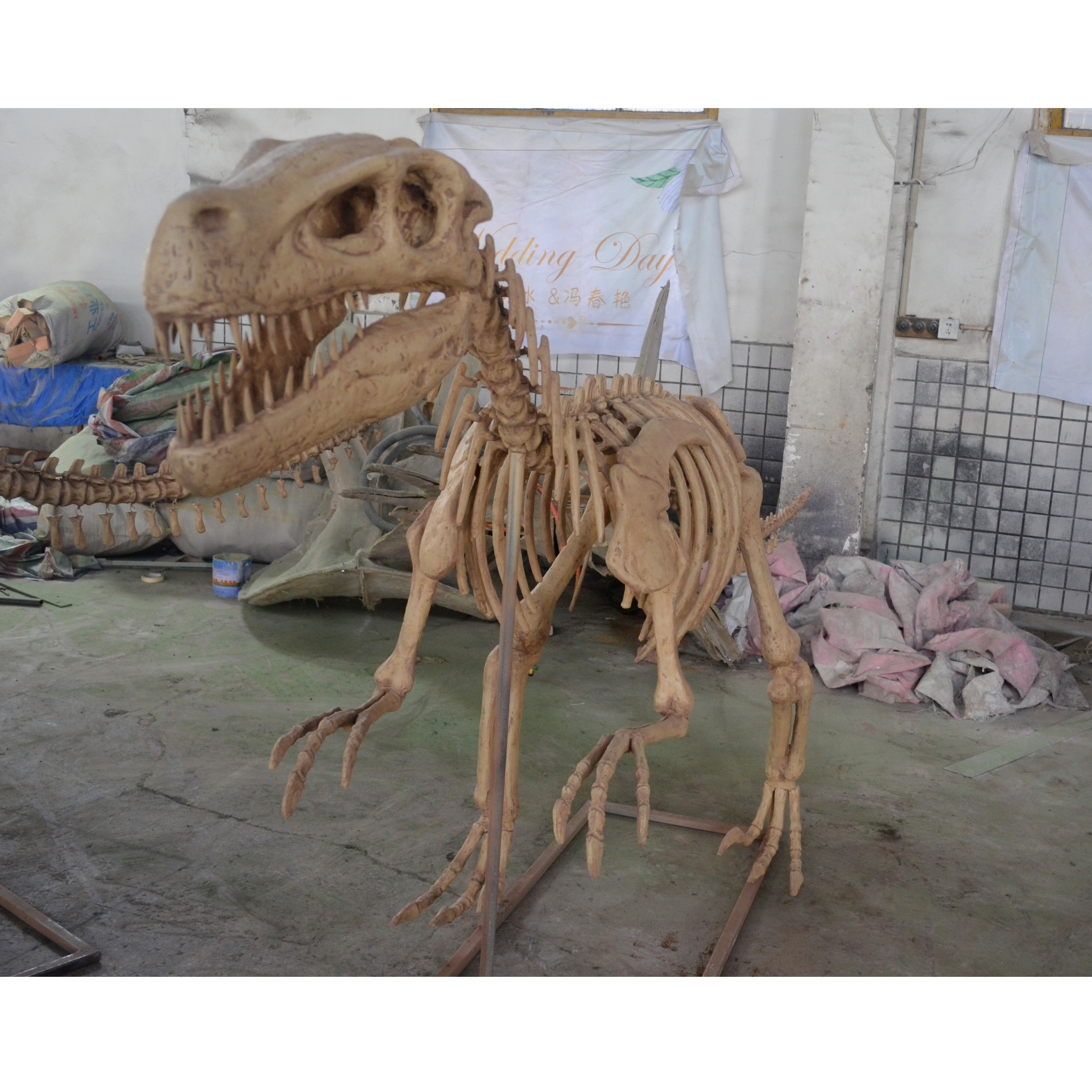 Fósiles de esqueleto de Ankylosaurus