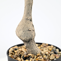 Plantes artificielles d'érable vert en pot, détachables, pour la décoration intérieure de maisons, hôtels, centres commerciaux, restaurants et espaces commerciaux.