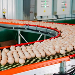 नया डिजाइन पूर्ण सेट आधुनिक पशु पोल्ट्री फार्मिंग प्रणाली स्वचालित ब्रोइलर पिंजरे चिकन - Product Image 5