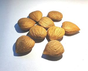 En iyi fiyat iyi Tast kayısı çekirdeği acı ve tatlı kayısı çekirdekleri özü fındık satılık - Product Image 5