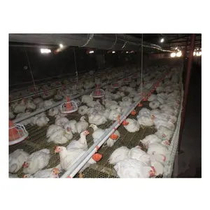 Poultry Chain Feeding Live Chicken Poultry Feed Line Linear Feeder Chicken