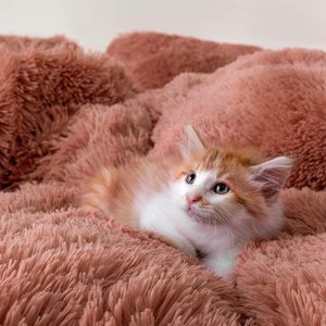 Bộ Vỏ Chăn Lông Tơ Siêu Mềm Sang Trọng 3 Món Cho Mùa Đông 2022 Thiết Kế Mới - Product Image 5