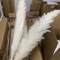 F-1709 Vente en Gros 110-120cm de Hauts Fleurs Séchées de Pampa Naturelles Grande Herbe de la Pampa Séchée Blanche Moelleuse pour Décoration