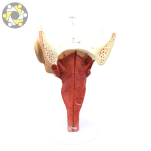 Modelo de enseñanza de ciencias médicas, cavidad <span class=keywords><strong>Nasal</strong></span> anatómica humana, músculos de la faringe de laringe para estudios de cabeza de otorrinolaringología - Product Image 6