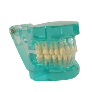 Modèle d'étude dentaire transparent en résine, modèle pédagogique de dents sans support, pour l'entraînement et la présentation orale - Product Image 2