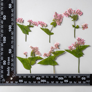 Doğal Karabuğday Çiçekleri Saplı Kurutulmuş Bitkiler, Preslenmiş Çiçek İşleri, Reçine Takı Yapımı, Ev Dekorasyonu için - Product Image 6